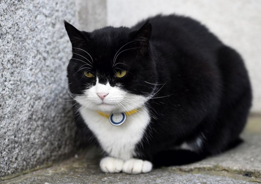 Една от любимите котки на Англия подаде оставка