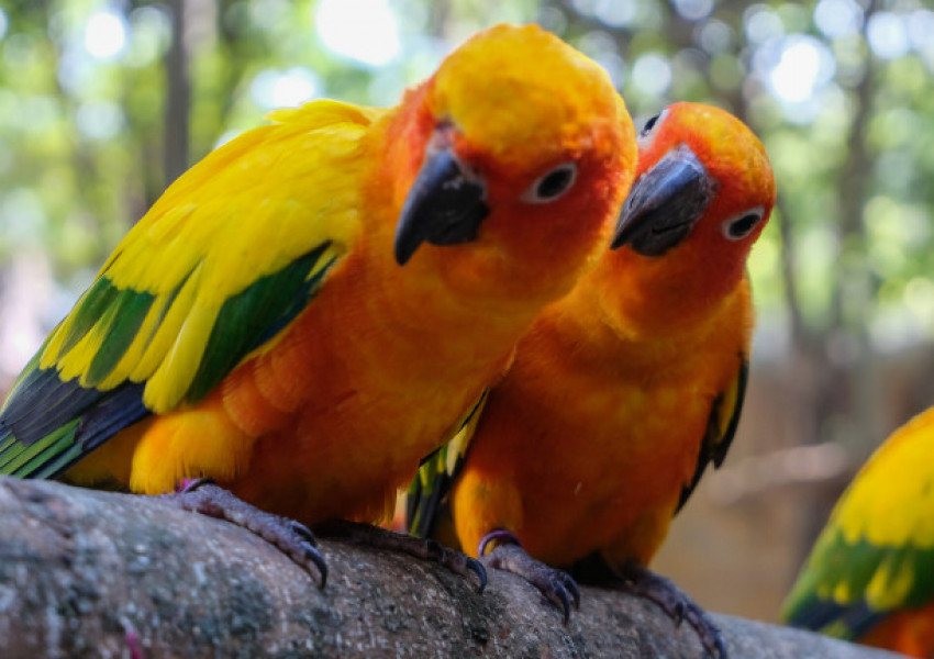 Скандал в британски зоопарк, папагалите много псували