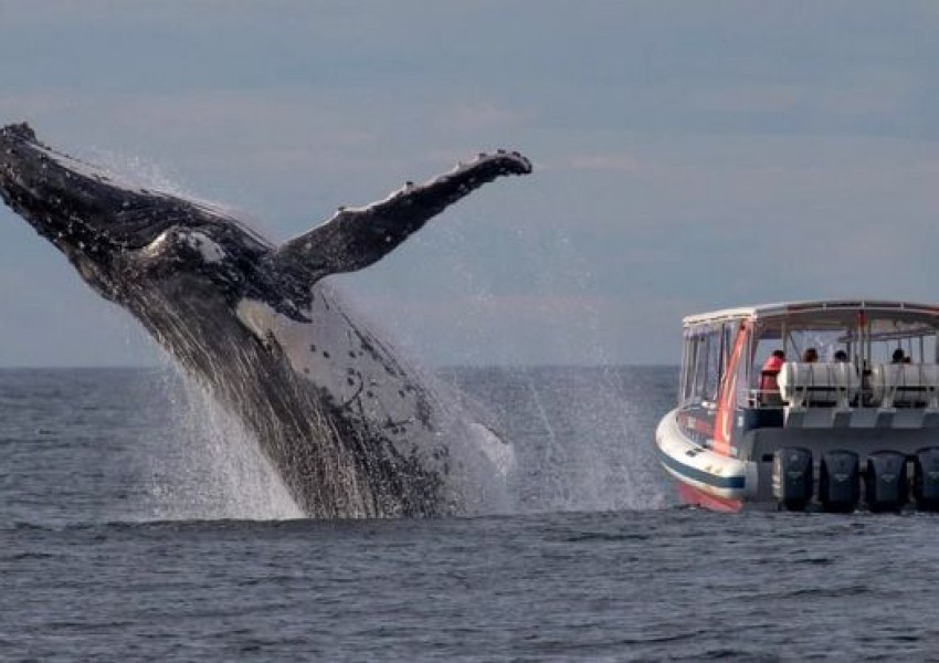 Огромен гърбат кит стресна туристи в Сидни (СНИМКА)