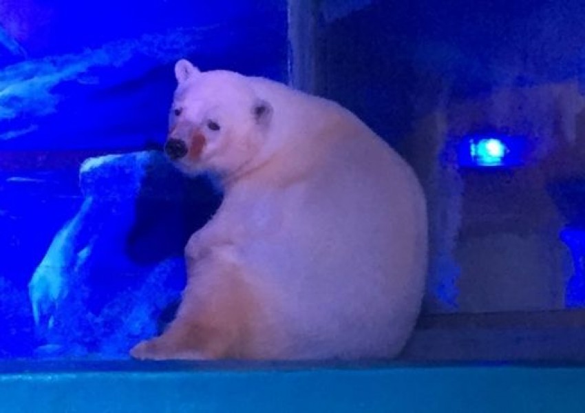 Британски зоопарк приютява най-тъжната полярна мечка на света