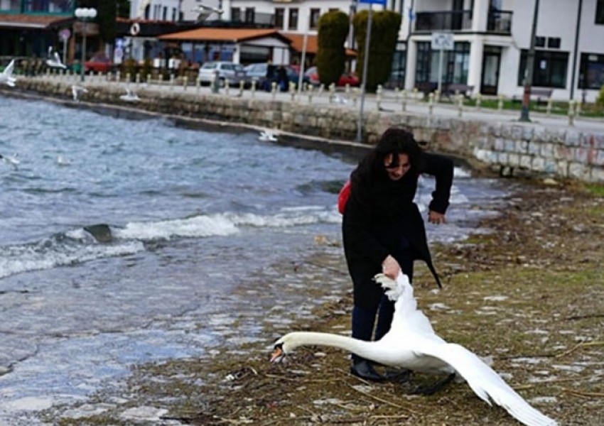 Срам! Българка уби лебед на Охридското езеро (СНИМКА 18+)