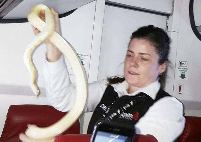 Откриха змия в пътнически самолет, пътуващ за Аляска (СНИМКИ)