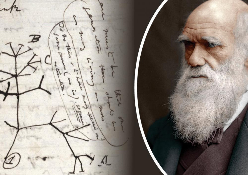 Откраднаха бележници на  Чарлз Дарвин за милиони паунди!
