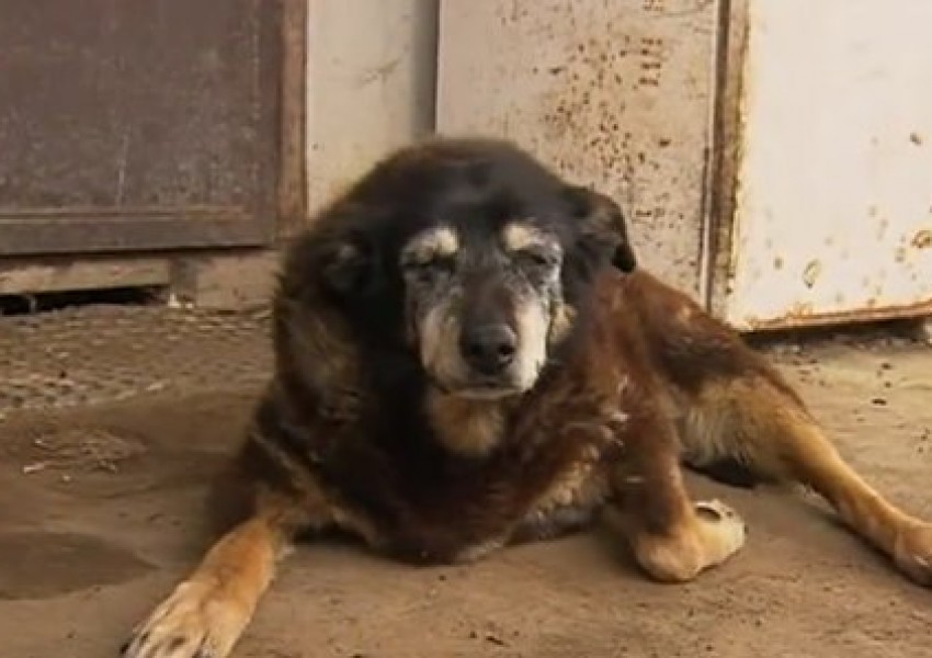 Почина най-старото куче на света (СНИМКИ)