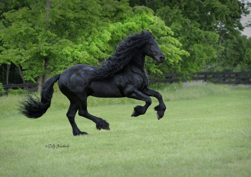 Това е най-красивият кон в света (СНИМКИ)