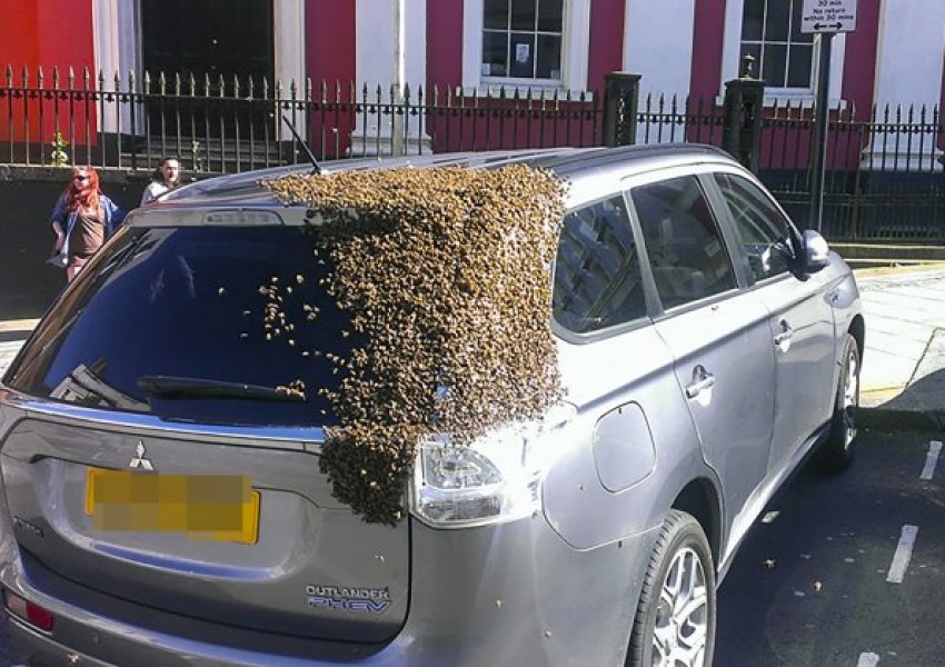 20 хиляди пчели обградиха кола, живяха на задния капак два дни (СНИМКИ)