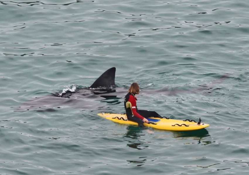 Гигантска акула изкара акъла на сърфист (СНИМКИ)
