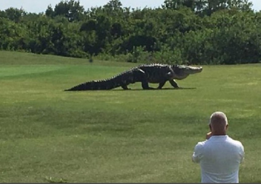 Гигантски алигатор се разходи по голф игрище (СНИМКИ)