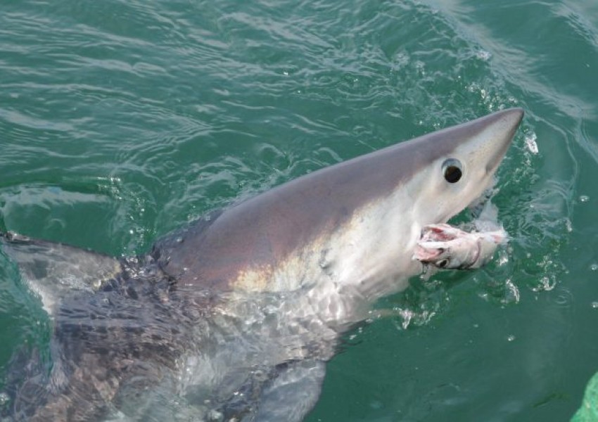 Масивни акули обграждат британските плажове (СНИМКИ)