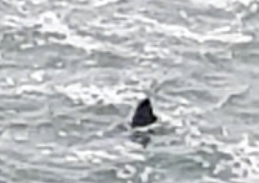 Забелязаха акула близо до Плимут