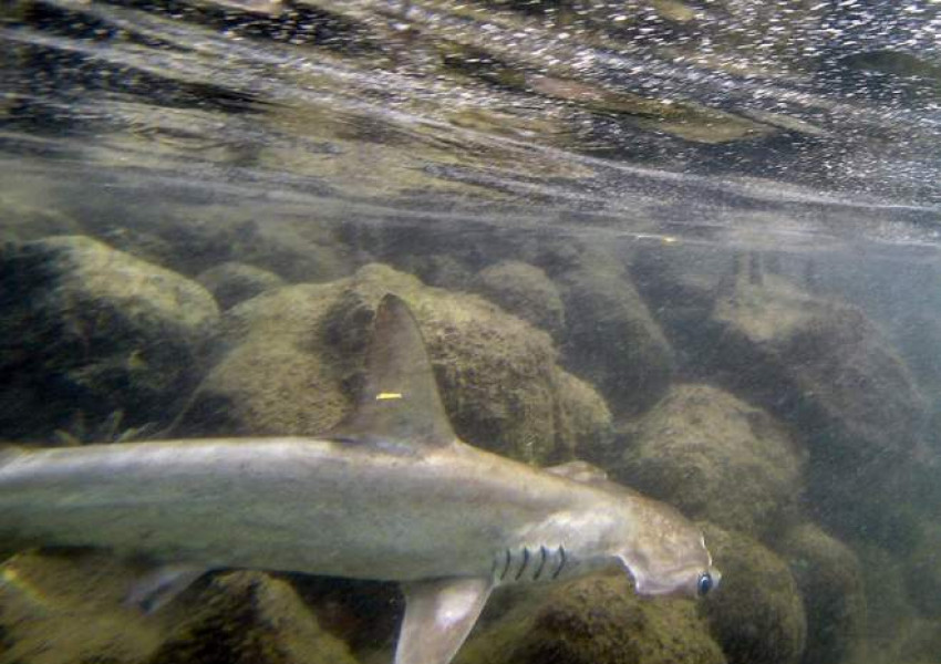 До 30 години ще се появят 10 нови вида акули в британската вода