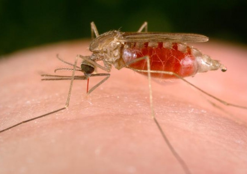 Великобритания и Бил Гейтс даряват 4.5 млрд. долара за борба с маларията