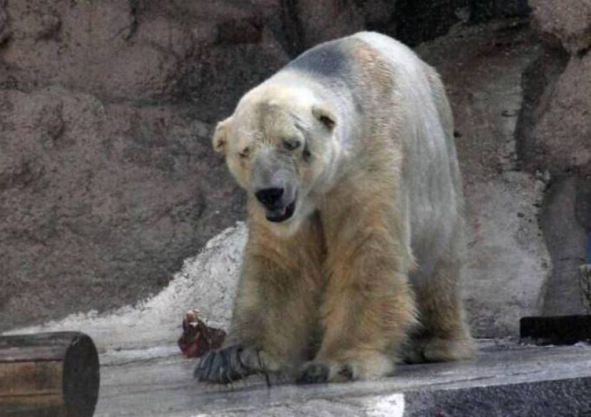 Почина Артуро, най-тъжната полярна мечка на света