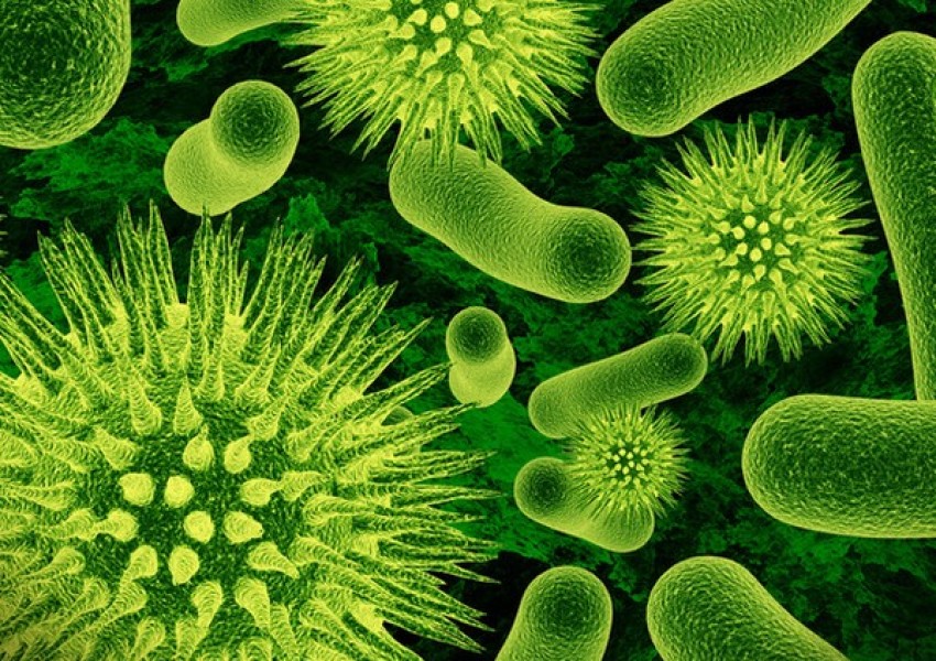 Български учен откри бактерия, която спира болестите