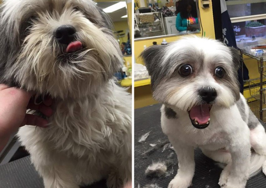 Професионален фризьор стриже безплатно възрастни кучета от приют, за да открият по-лесно своя дом (СНИМКИ)