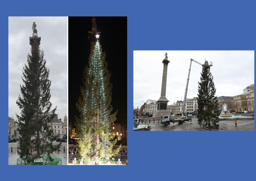 Лондон: Остри критики и присмех срещу главното Коледно дърво във Великобритания