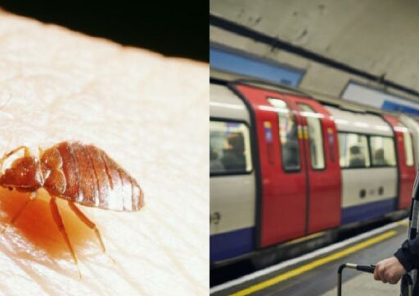 Лондон се притеснява от проблем с дървениците в метрото