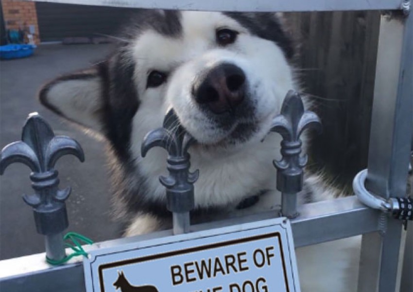 10 "опасни кучета" зад предупредителни табели (СНИМКИ)