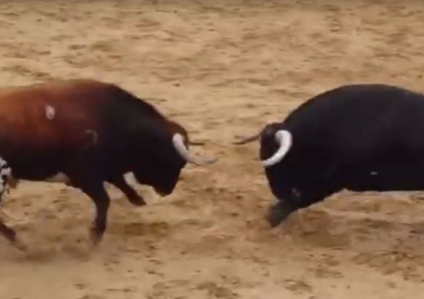 Два бика загинаха на място, сблъскаха се челно по време на корида