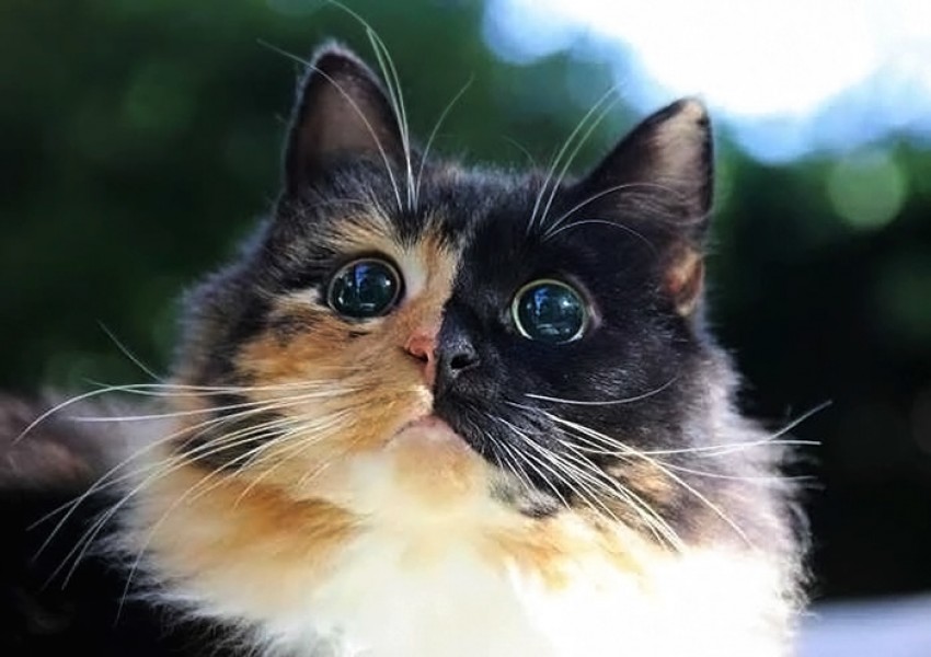 Запознайте се с Жасмин – сляпото котенце с най-неустоимия поглед (СНИМКИ)