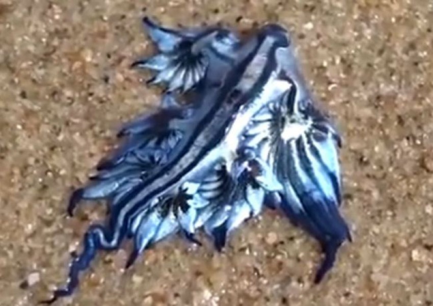 Уникално същество изплува край бреговете на Австралия (СНИМКА+ВИДЕО)