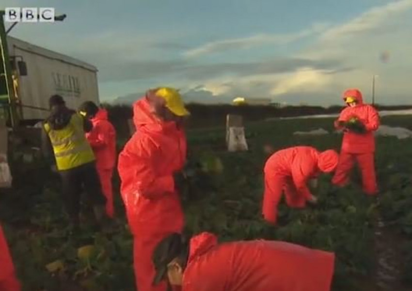 Източноевропейците са 10 пъти по-бързо от британсктие работници