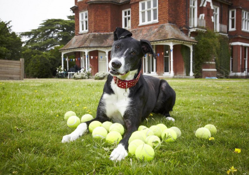 "Най-самотното куче в Англия" намери своя дом! (СНИМКИ)
