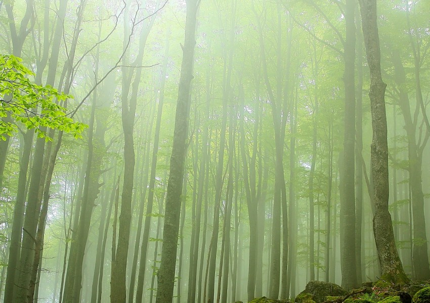 Вековните гори на "Централен Балкан" - под закрилата на ЮНЕСКО
