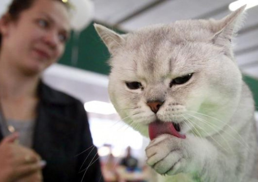 Лондон се готви за първия по рода си Фестивал на котките