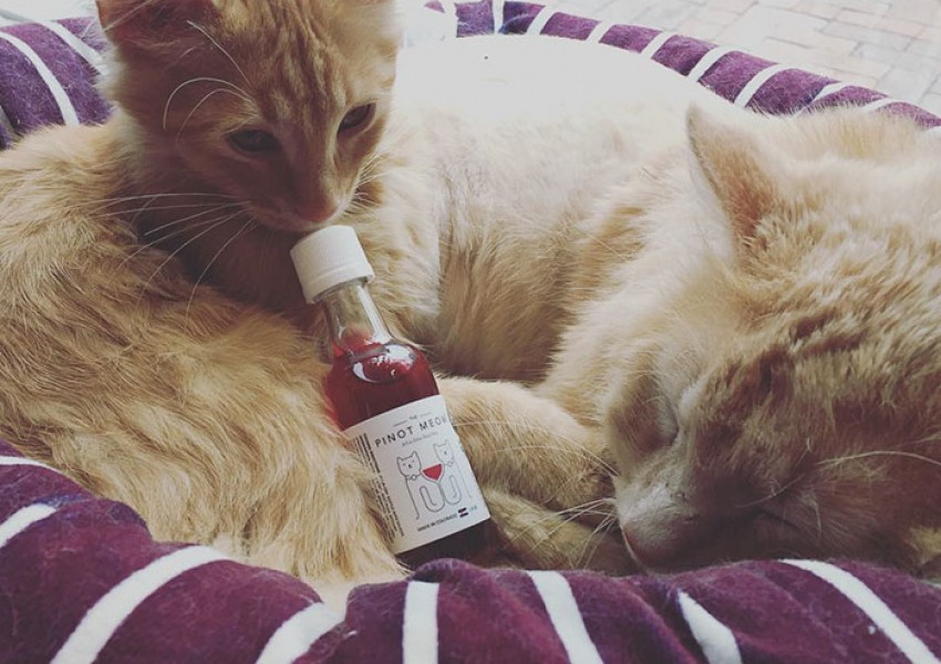 Не искате да пиете сами? Вече има вино за котки! (СНИМКИ)