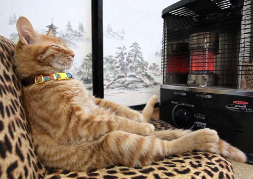 10 забавни примера за котки, които много обичат да стоят на топло (СНИМКИ)