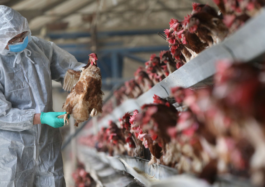 САЩ подобно на Великобритания страда от тежка епидемия на птичи грип, милиони птици ще бъдат умъртвени с цел превенция