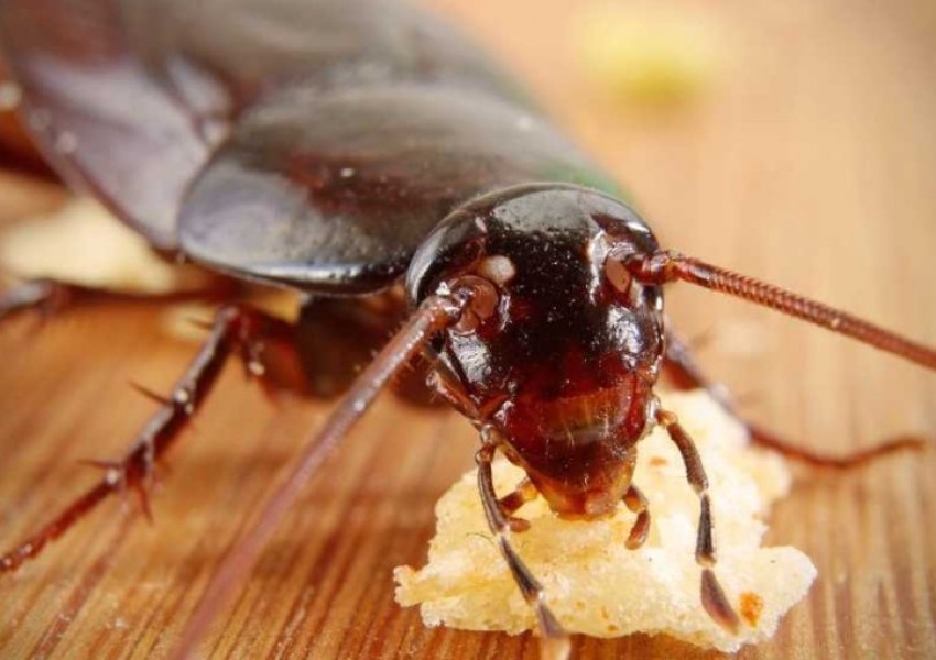 Ето защо хлебарките ще живеят вечно