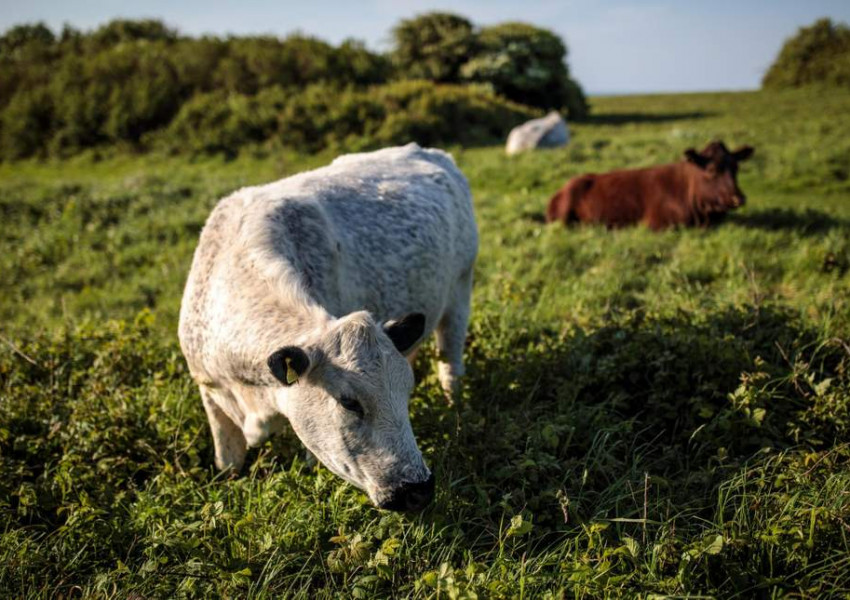 Установиха случай на луда крава в Шотландия