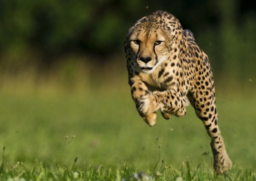 Вижте изумителните кадри, заснети от камера на гърба на тичащ гепард (ВИДЕО)