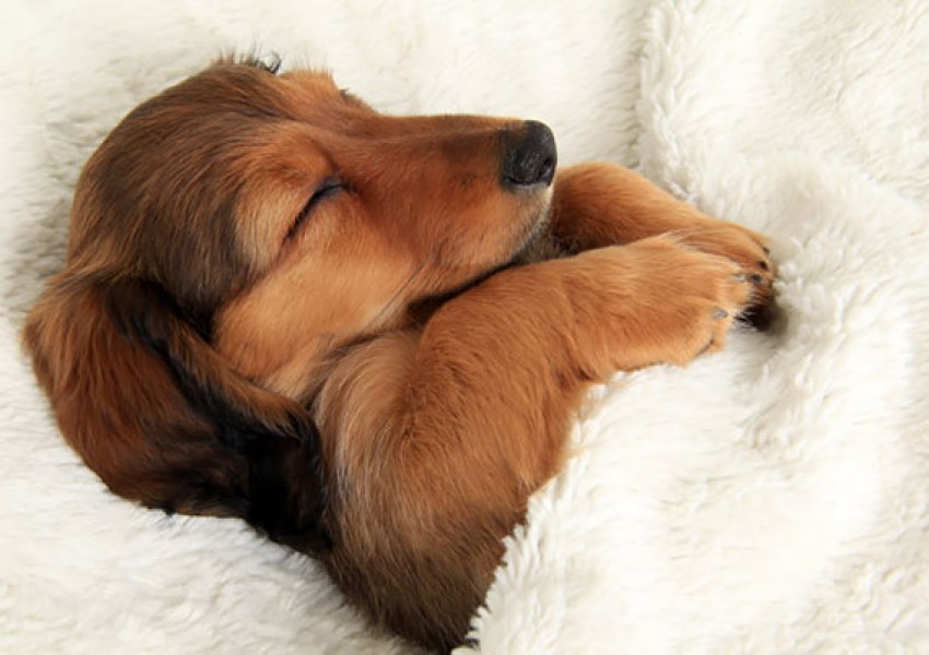 Какво сънуват кучетата?