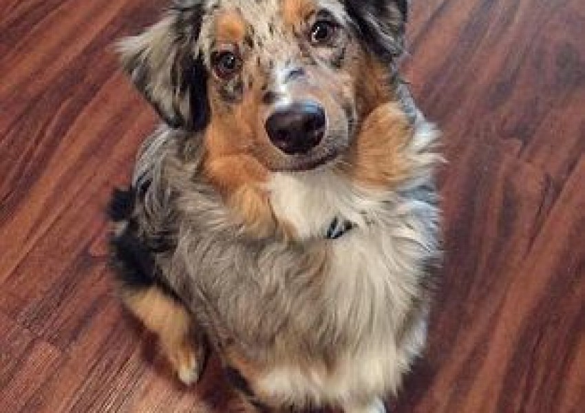 Футболист изби зъбите на кучето си (СНИМКИ)