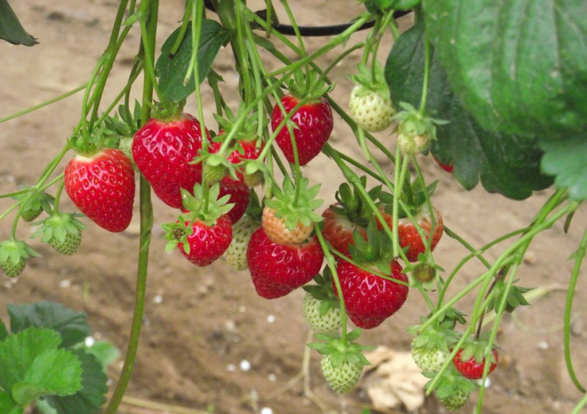 Всеки трети наш в чужбина бачка на полето