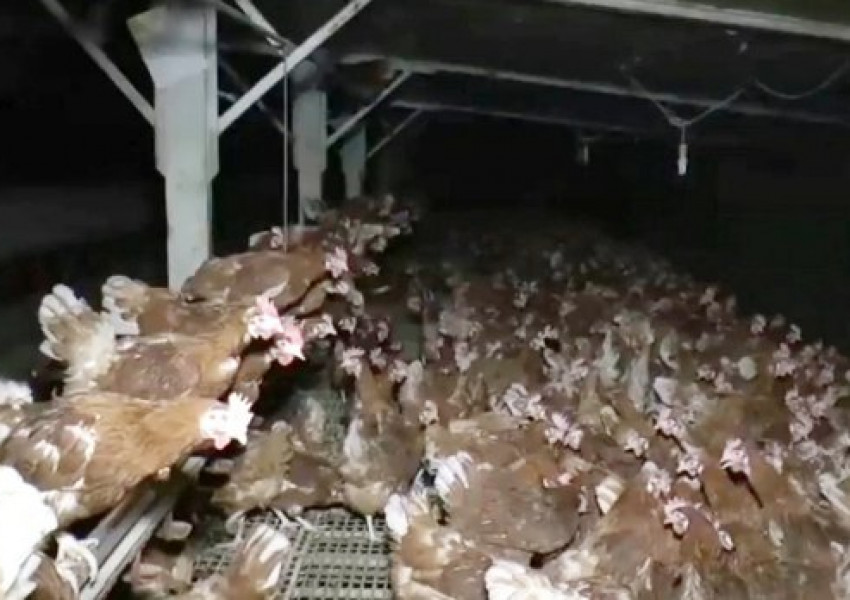 Ето как изглежда една ферма за британски яйца (СНИМКИ 18+)