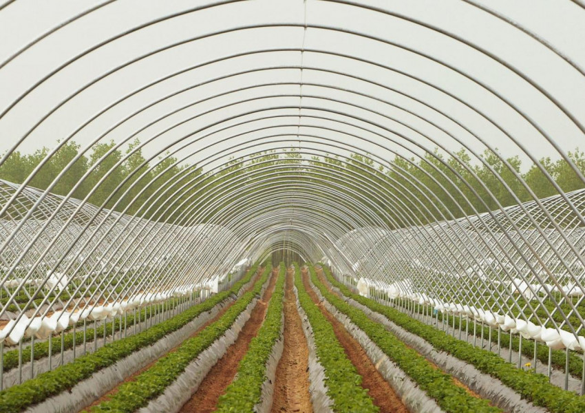 Фермери призовават: Спешно се нуждаем от работници от Източна Европа!