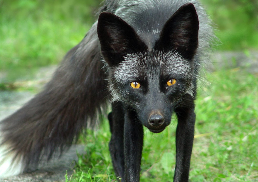 Чисто черна лисица беше видяна в Лондон. (СНИМКИ + ВИДЕО) 