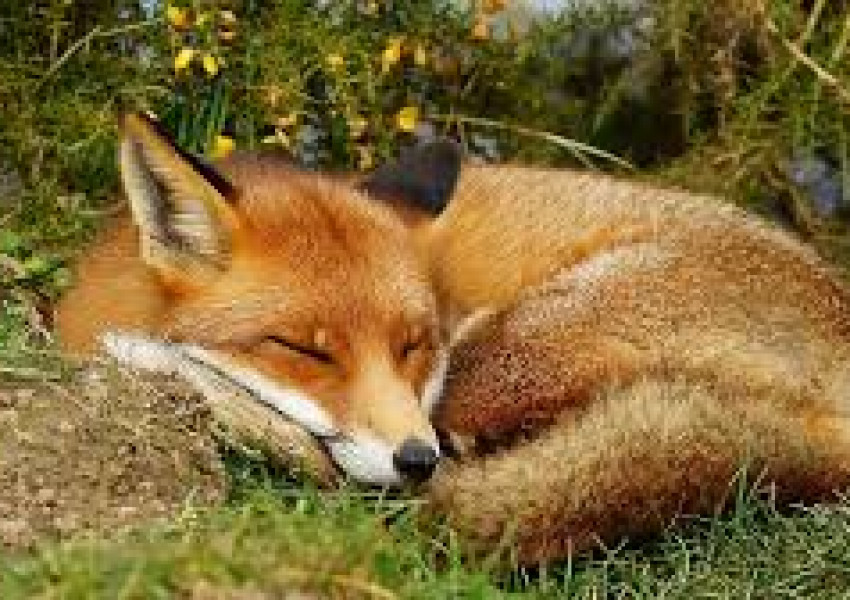 Депутатите гласуваха: Животните не изпитват болка!