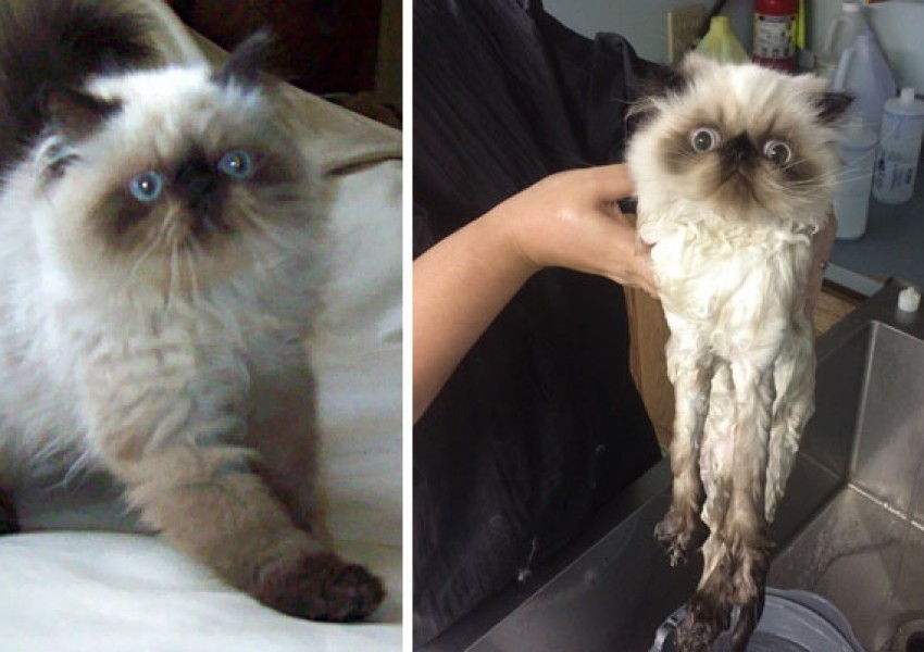 Забавни снимки на животни преди и след баня (ГАЛЕРИЯ)