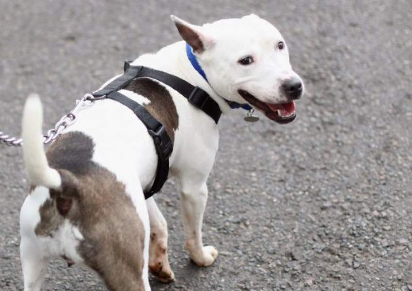 Германци насъскаха питбул срещу турчин в Берлин   