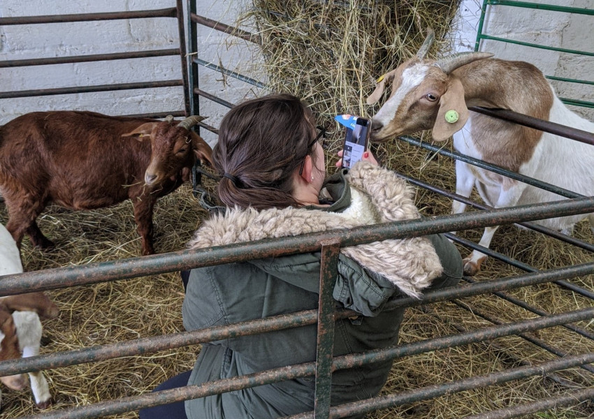 Кози под наем? Британка изкара 50 000 паунда от козите си с онлайн срещи