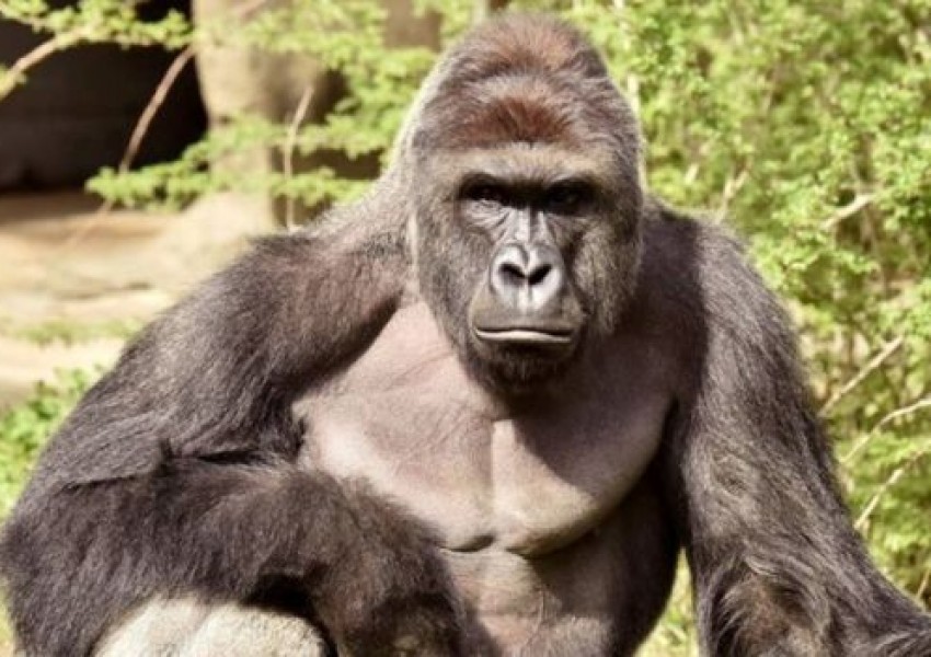Разследват смъртта на горилата Харамбе