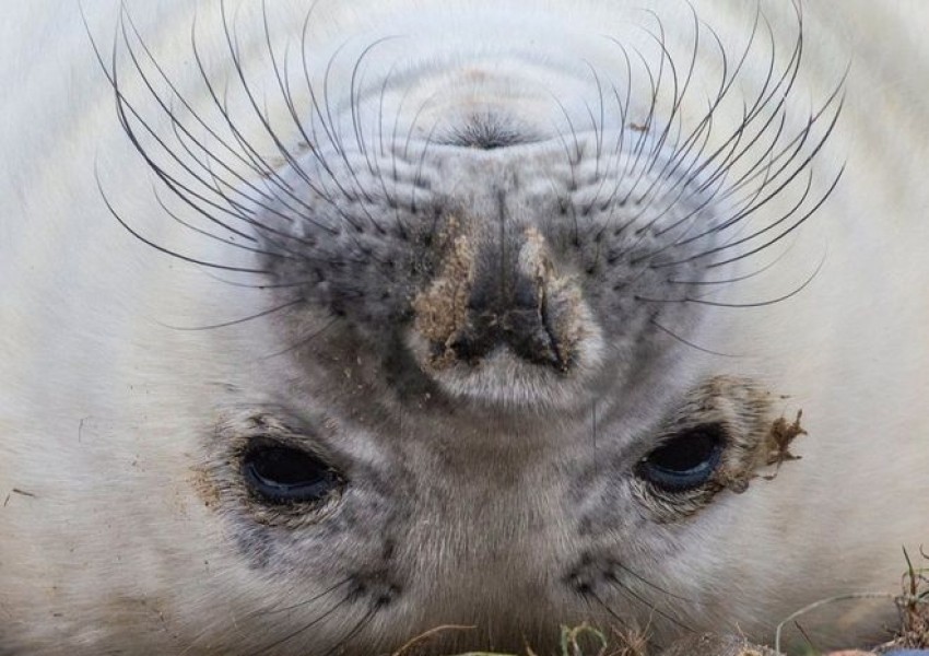 Скъпоценните сиви тюленчета на Източна Англия