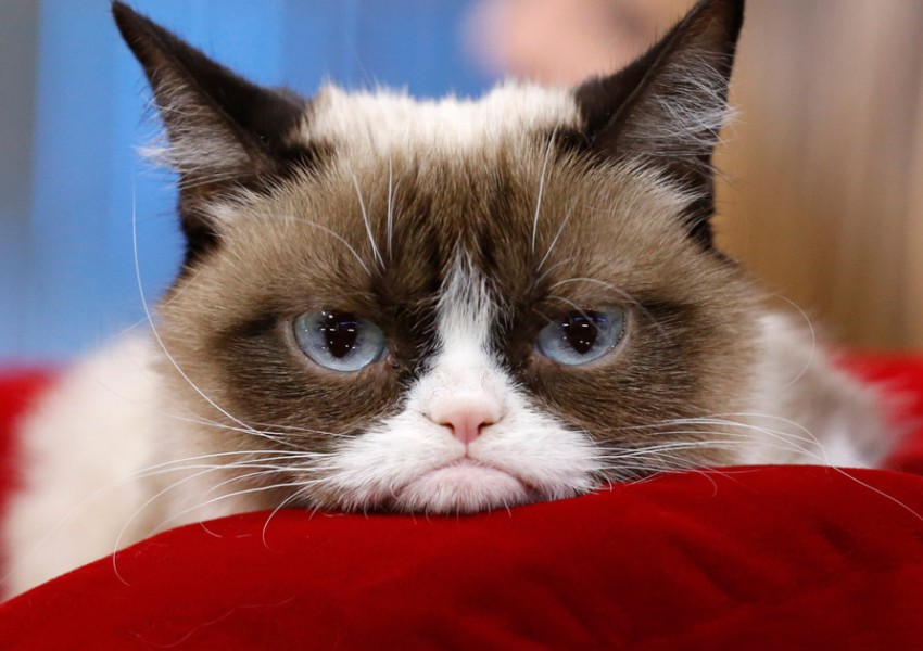 Grumpy cat се качва и на сцена!