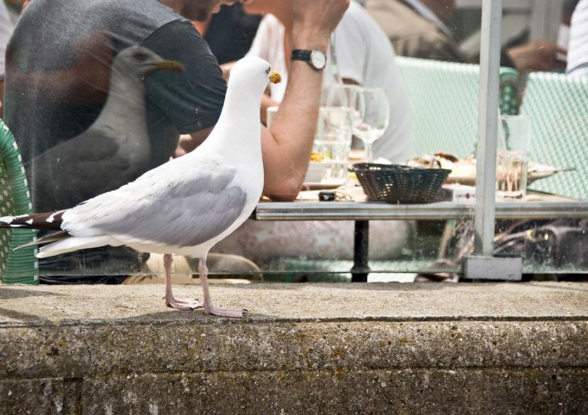 В Сан Франциско е забранено да храните гълъби