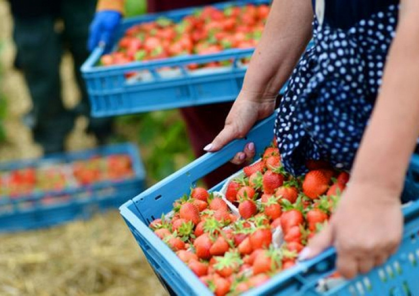Испанска фирма търси 600 берачи на ягоди
